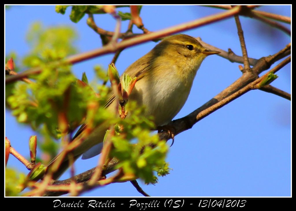 Lu� piccolo o lu� grosso???